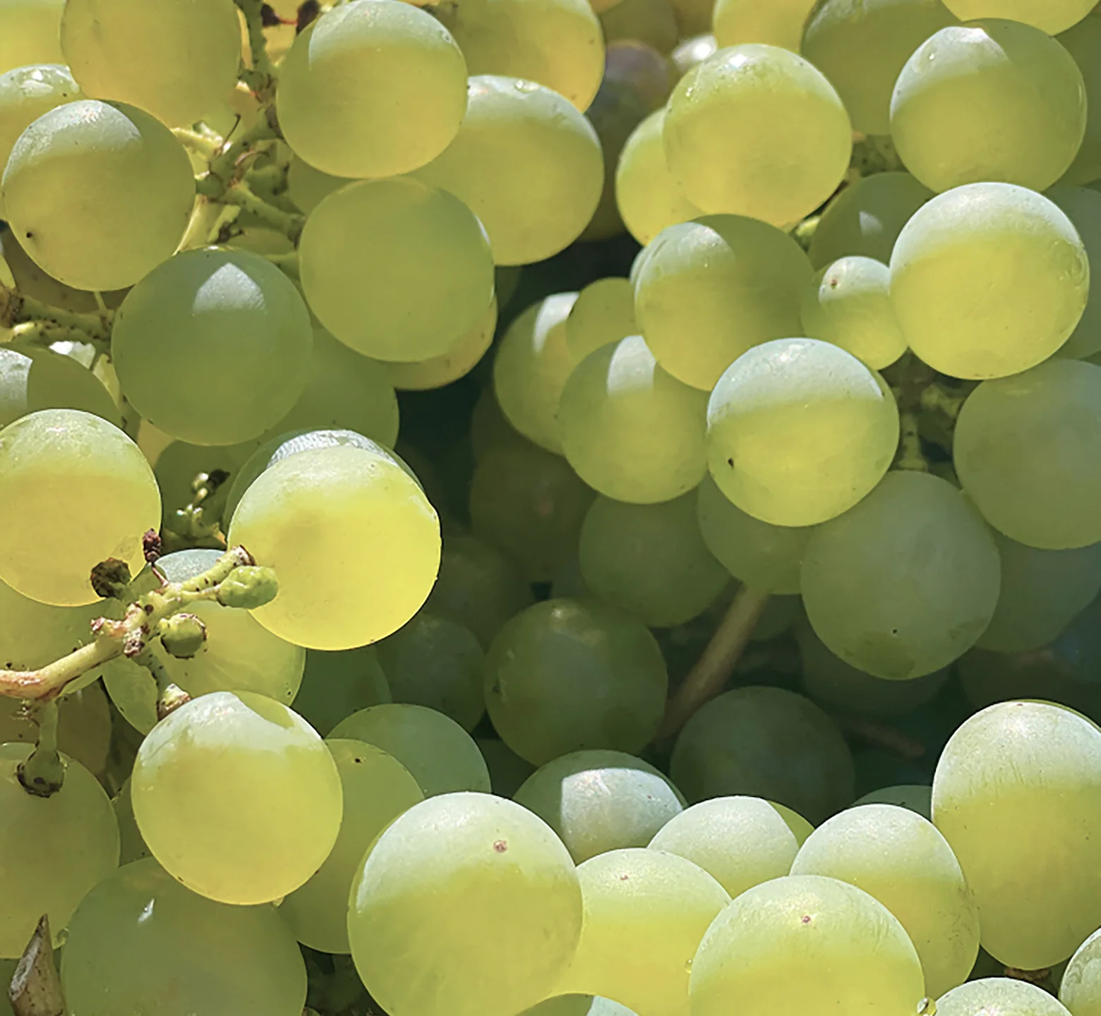 Santorini Grape Poreless Skin Perfecting Toner - Image 4